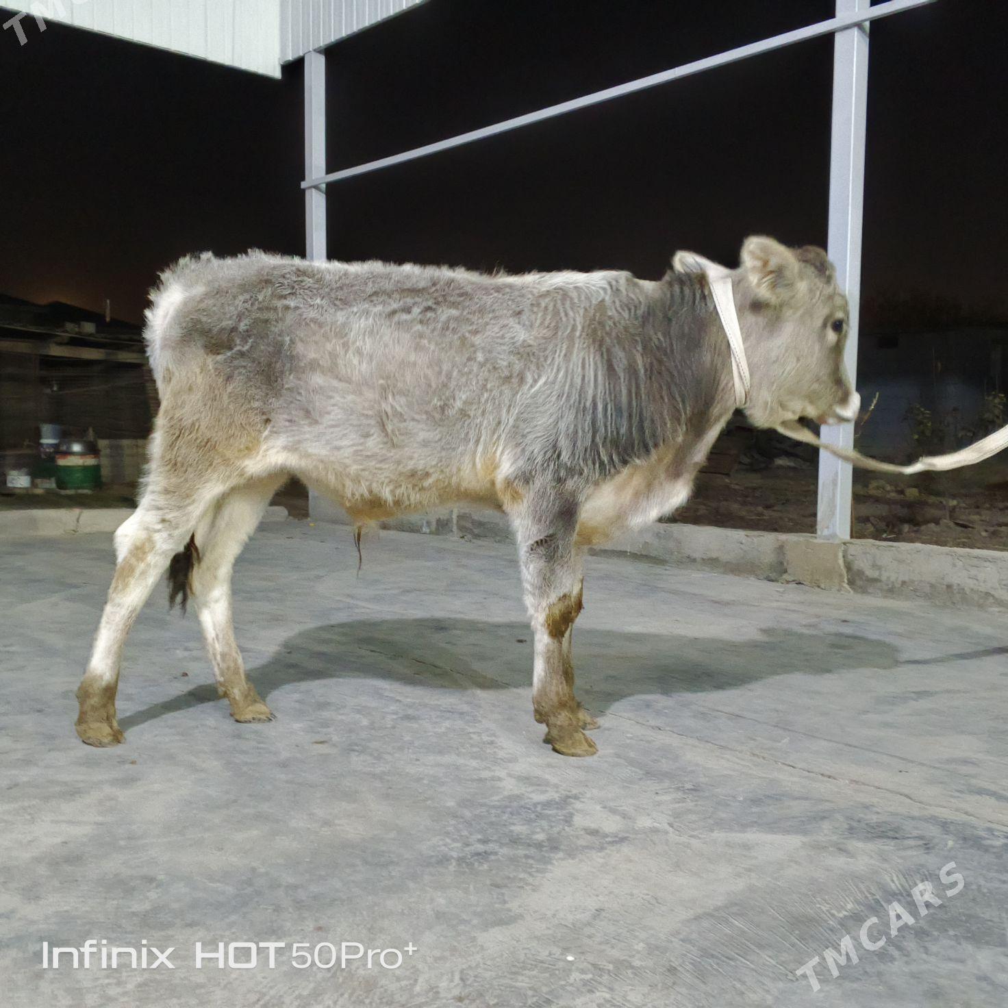 ökuz - Бузмеин - img 3