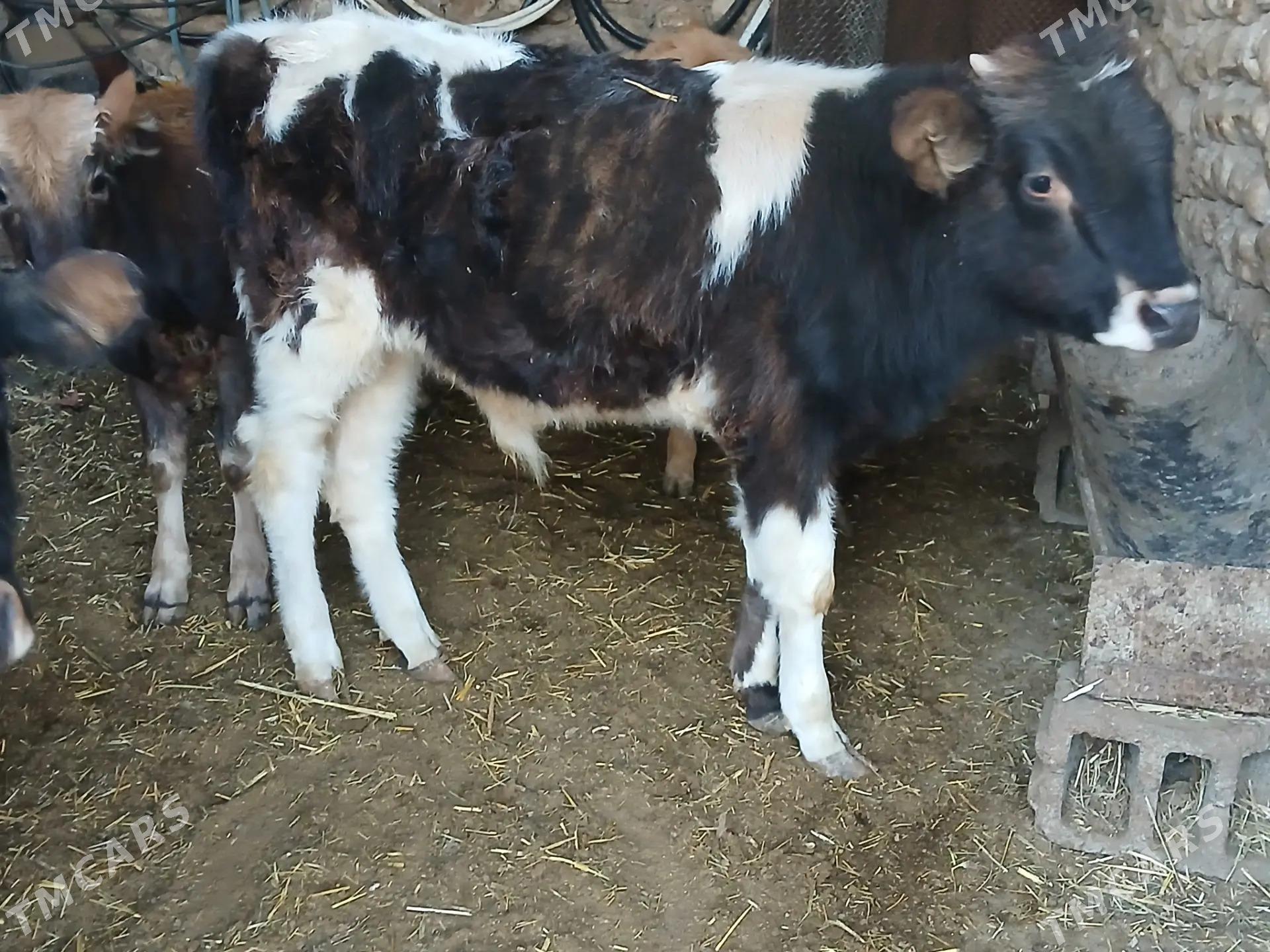 okuzler - Balkanabat - img 6