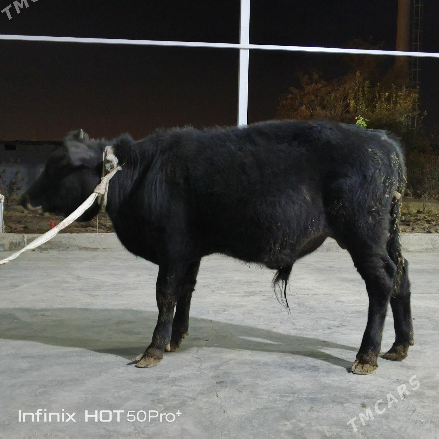 ökuz - Бузмеин - img 7