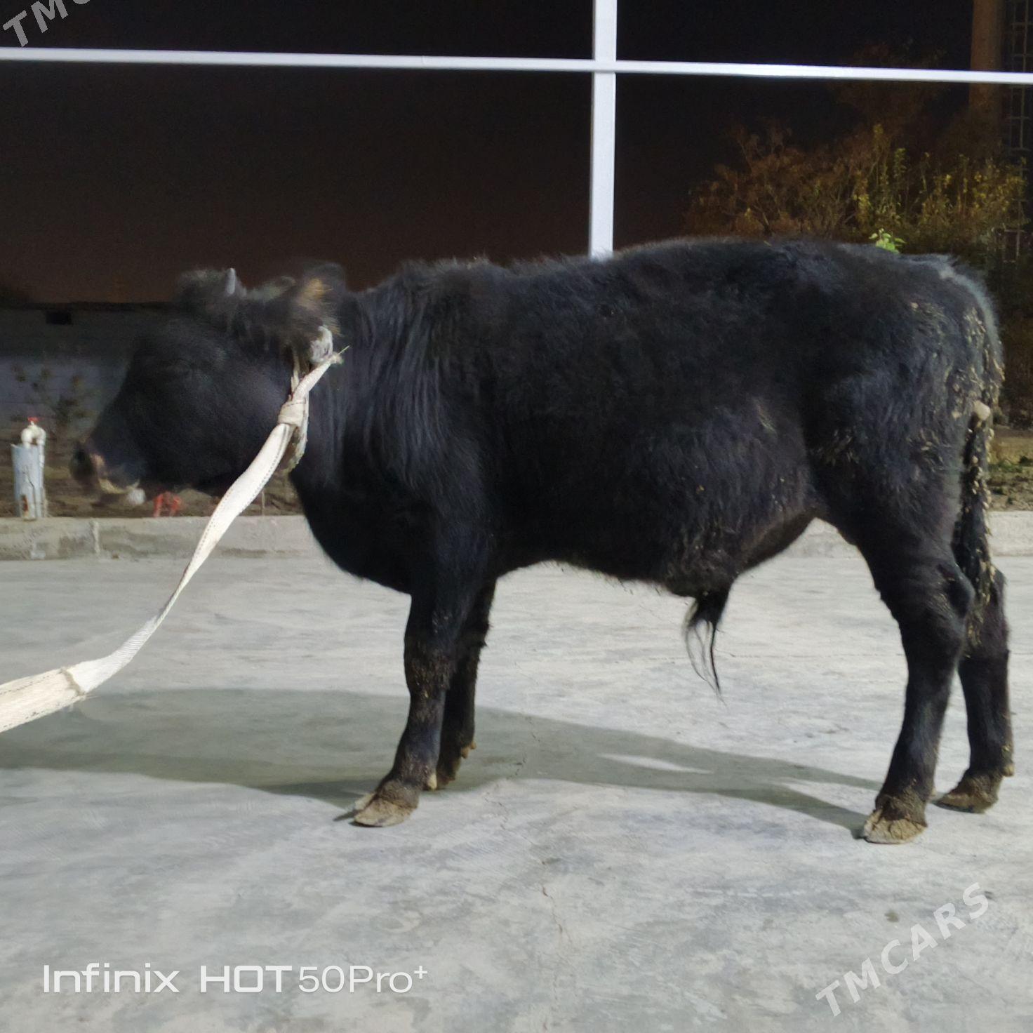 ökuz - Бузмеин - img 6