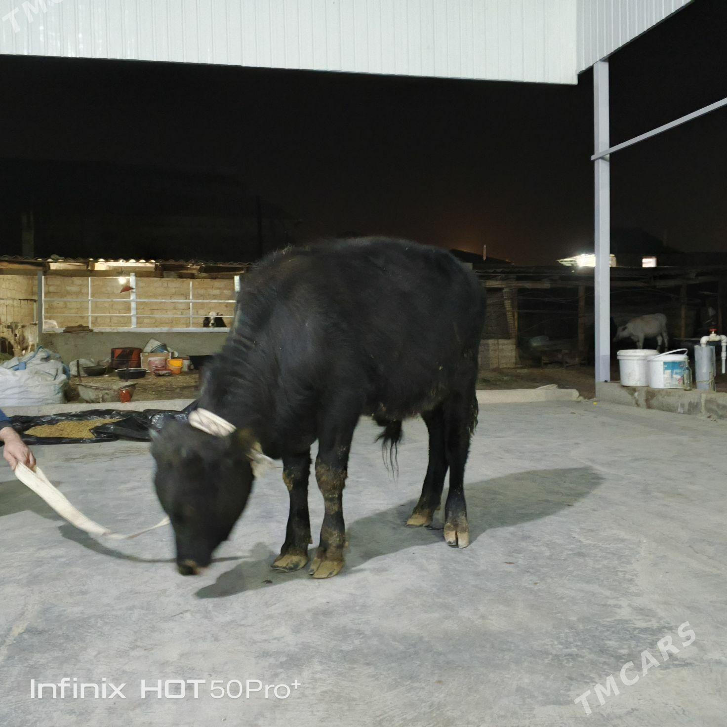 ökuz - Бузмеин - img 9