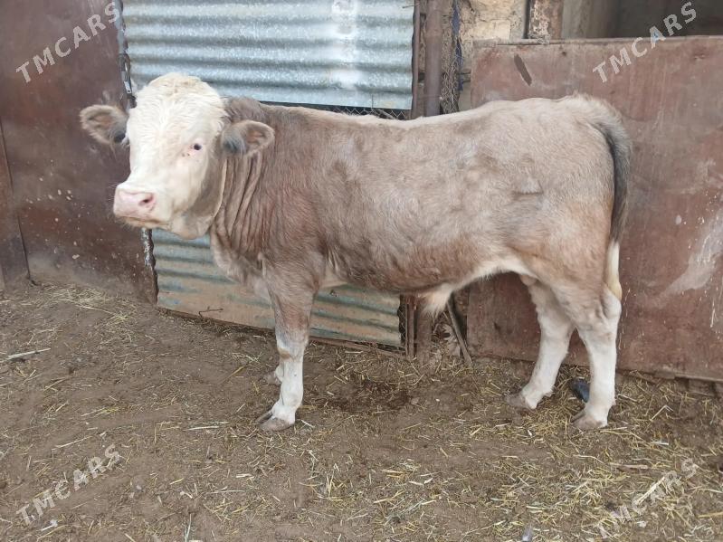 okuzler - Balkanabat - img 3