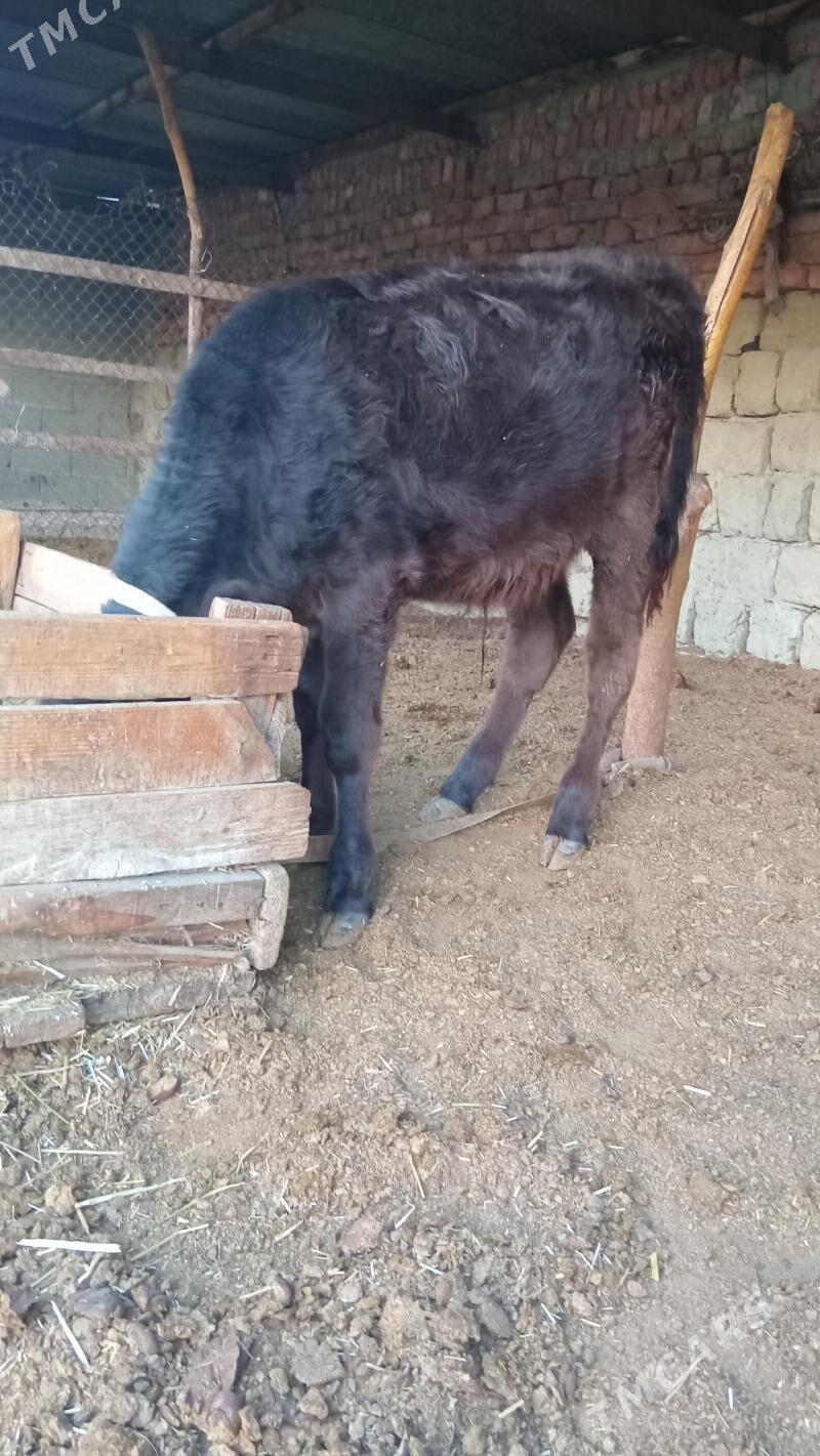 öküz - Bäherden - img 3