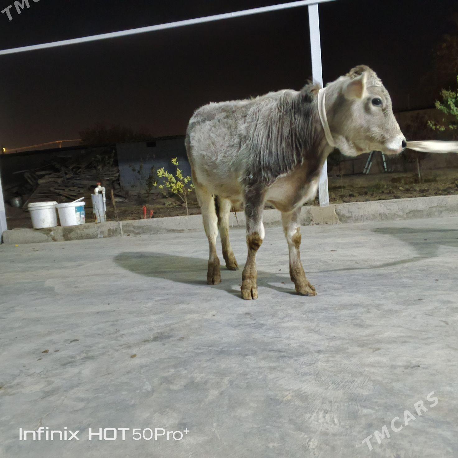 ökuz - Бузмеин - img 2