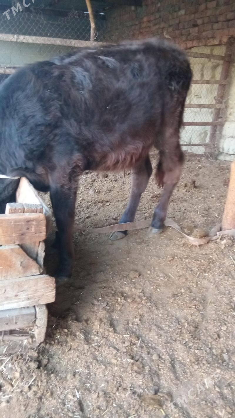 öküz - Bäherden - img 2