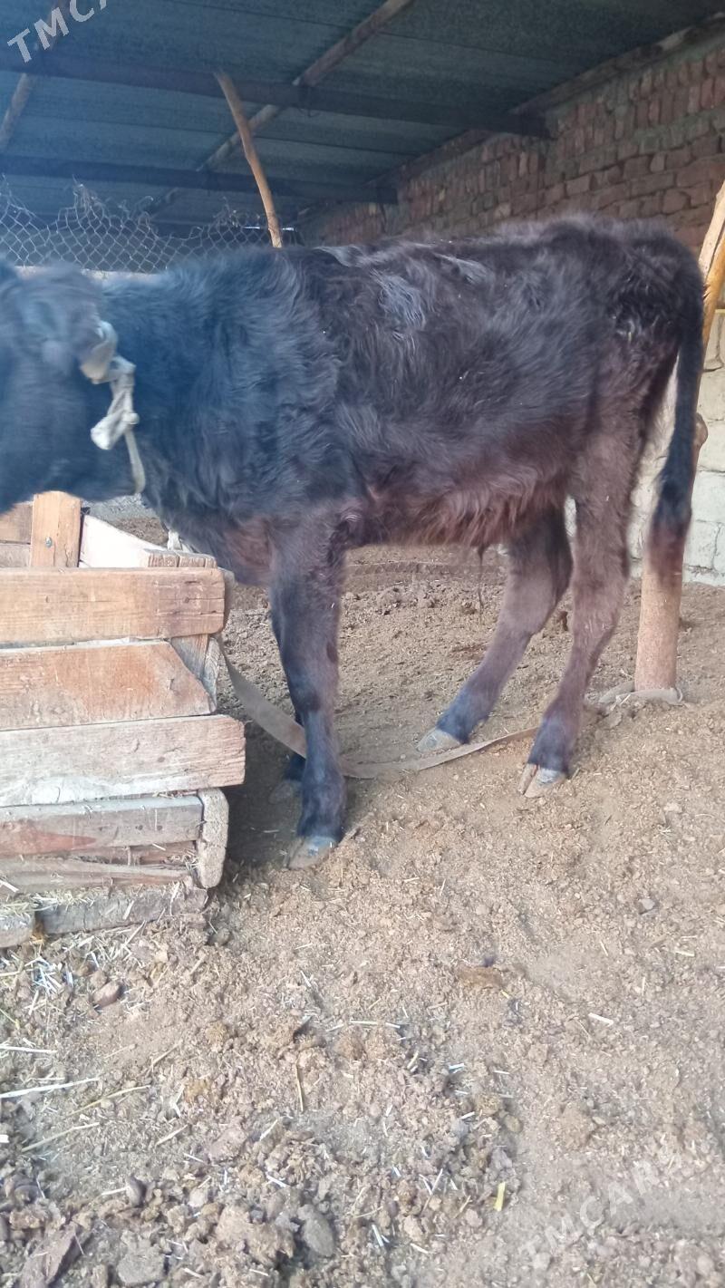 öküz - Bäherden - img 1