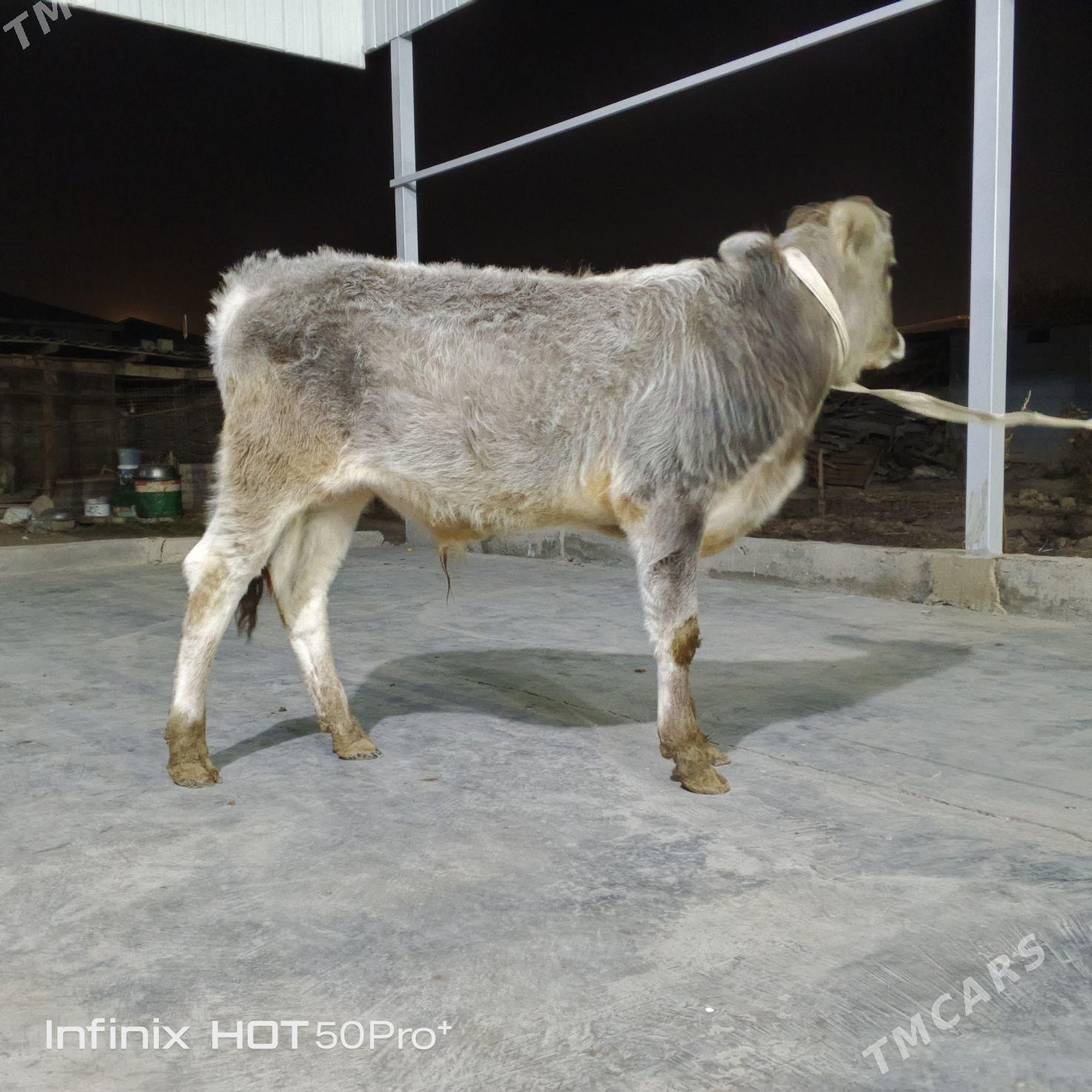 ökuz - Бузмеин - img 5