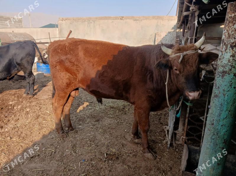 okuzler - Balkanabat - img 8