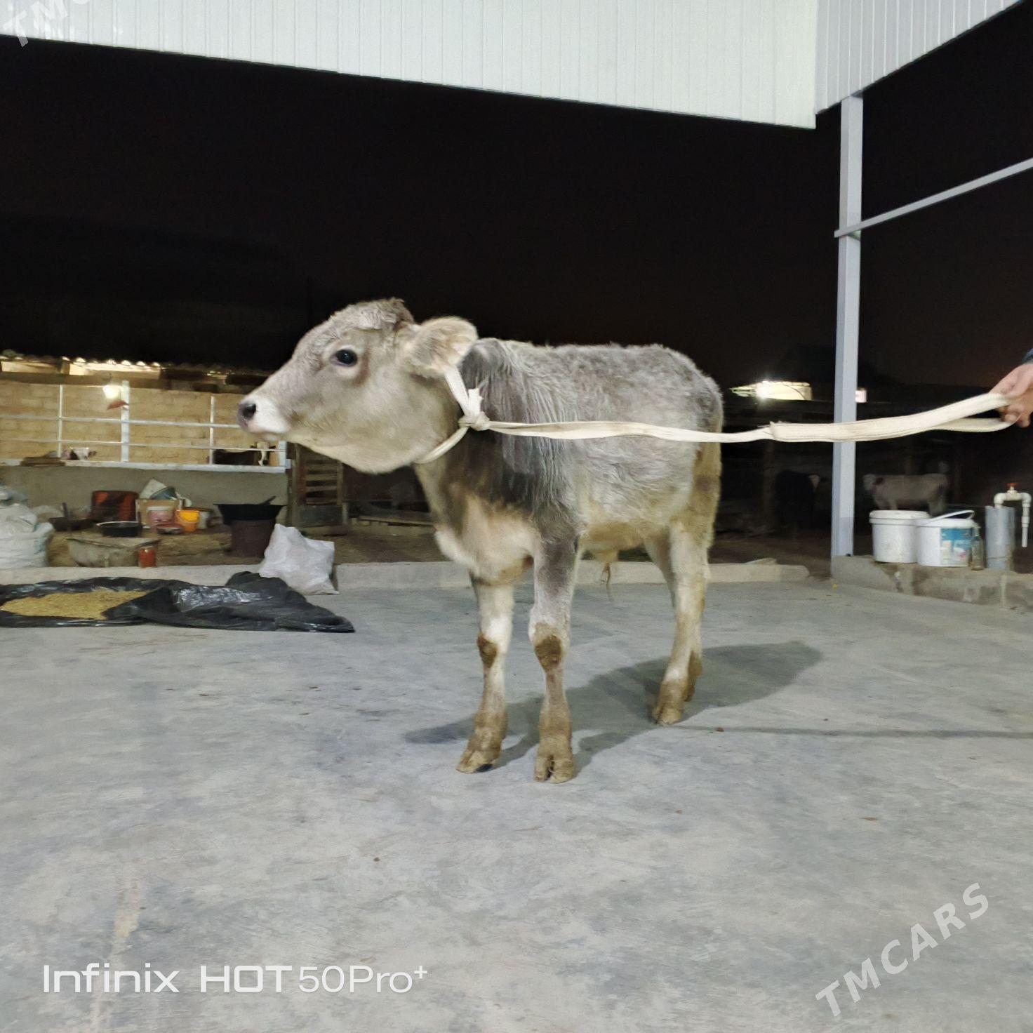 ökuz - Бузмеин - img 4