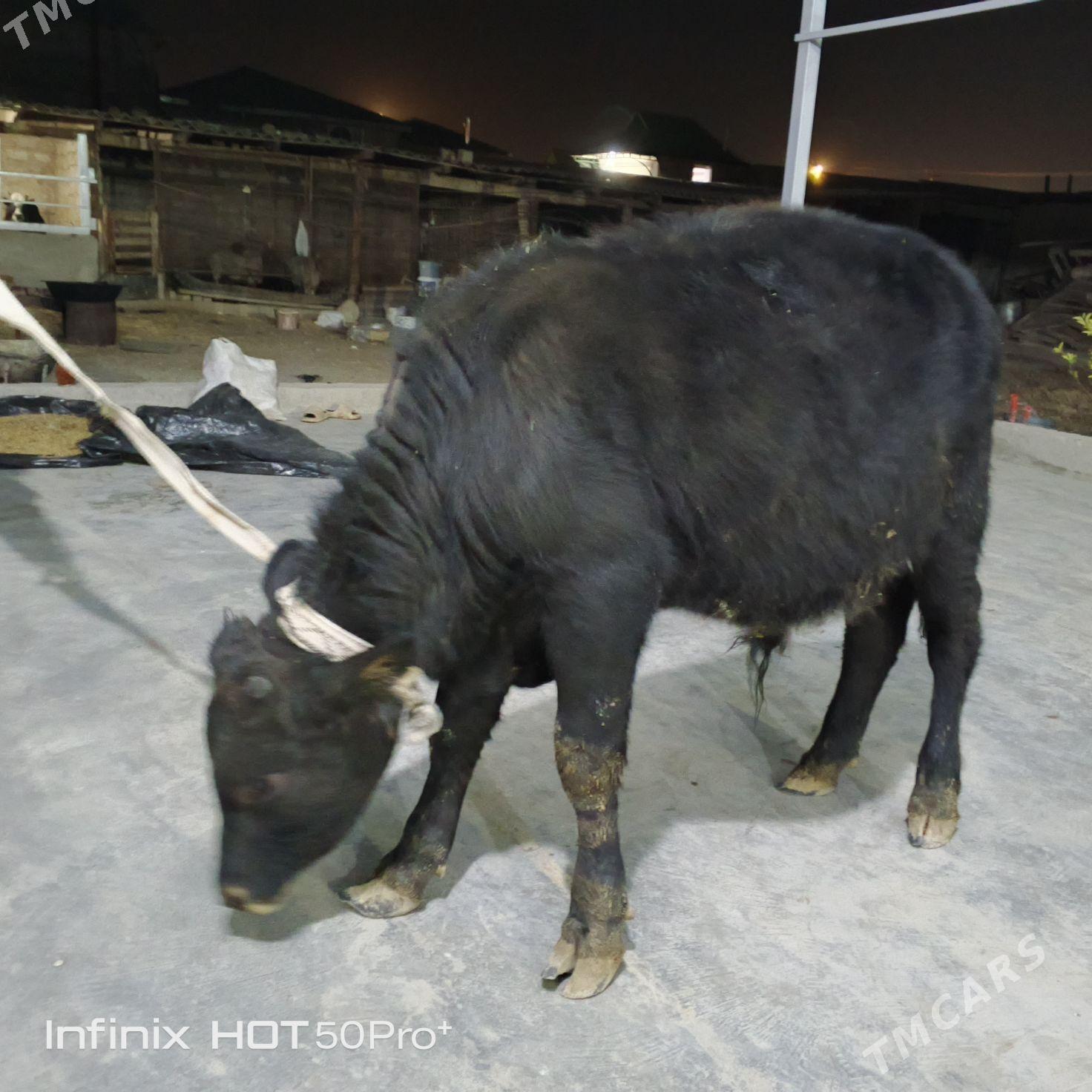 ökuz - Бузмеин - img 8