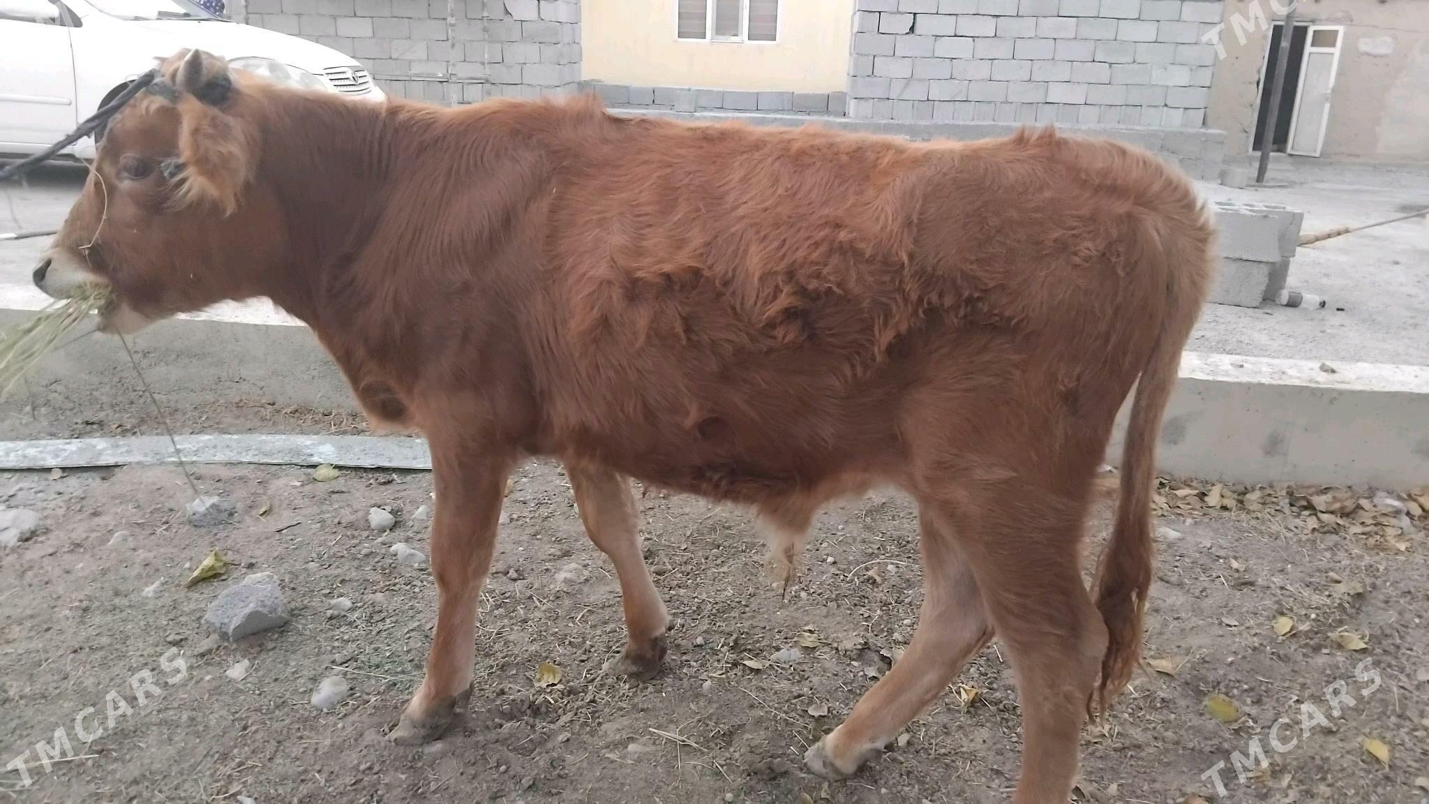 ökuzçe - Кипджак - img 2