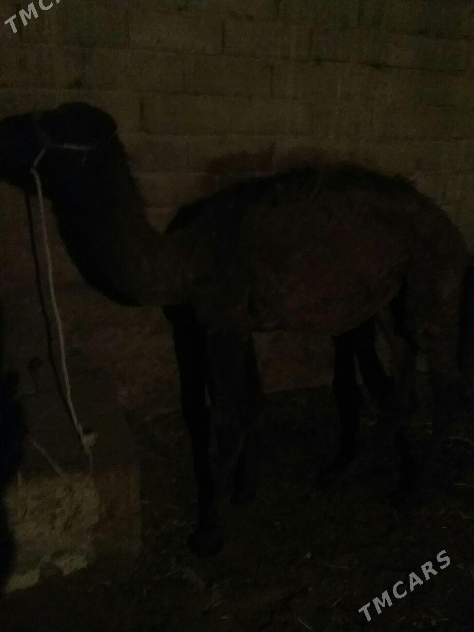 torum,, - Ak bugdaý etraby - img 3