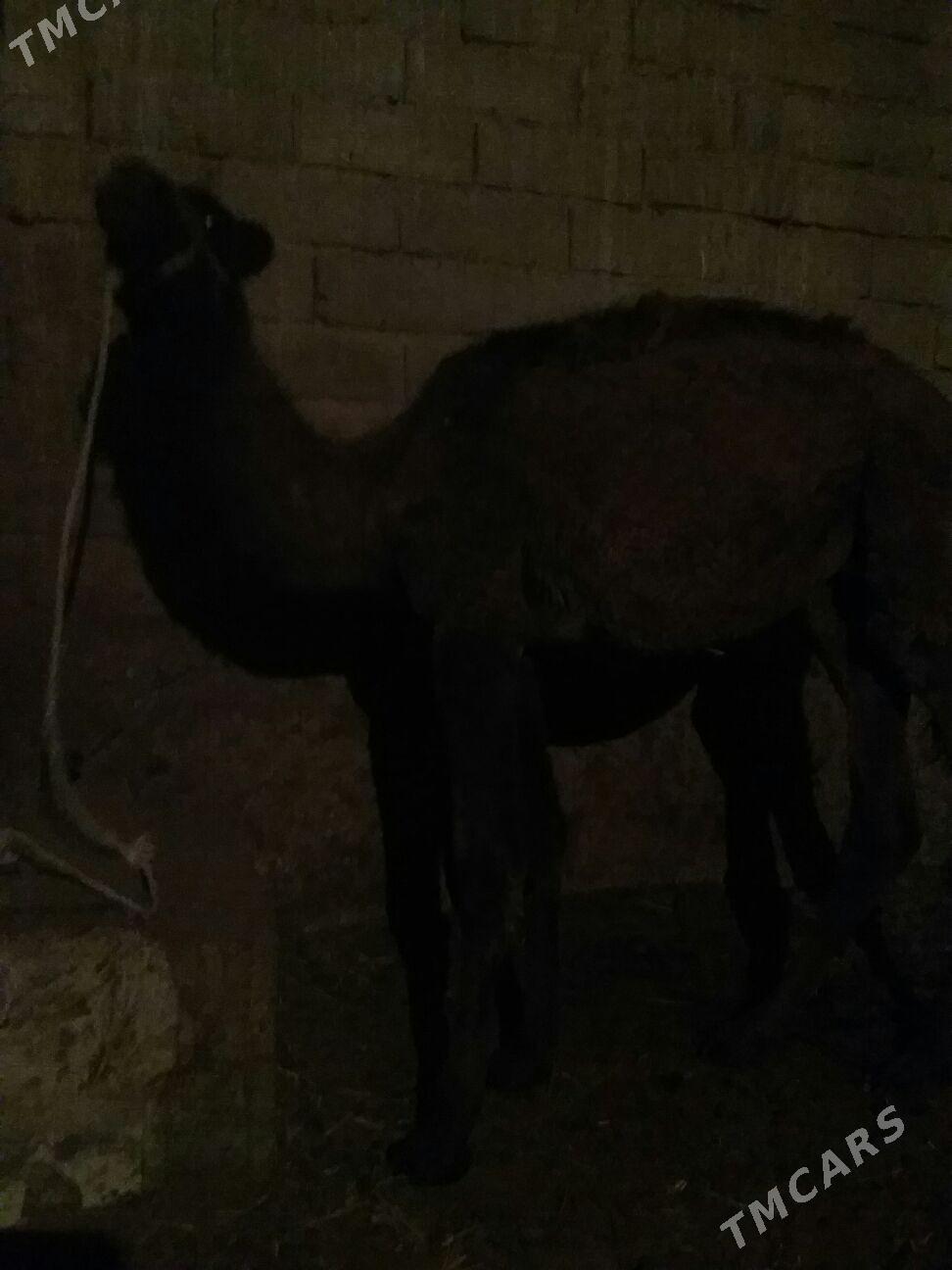 torum,, - Ak bugdaý etraby - img 2