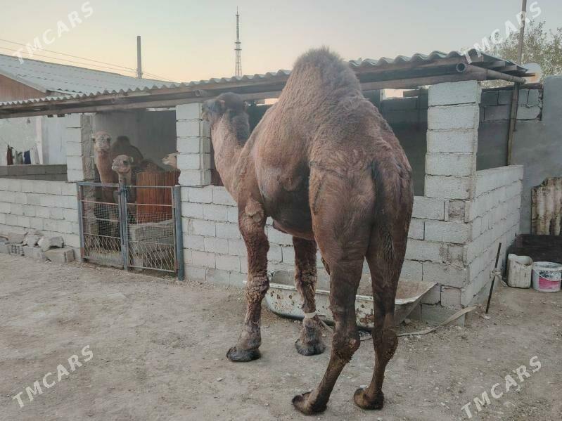 Erkek - Balkanabat - img 2