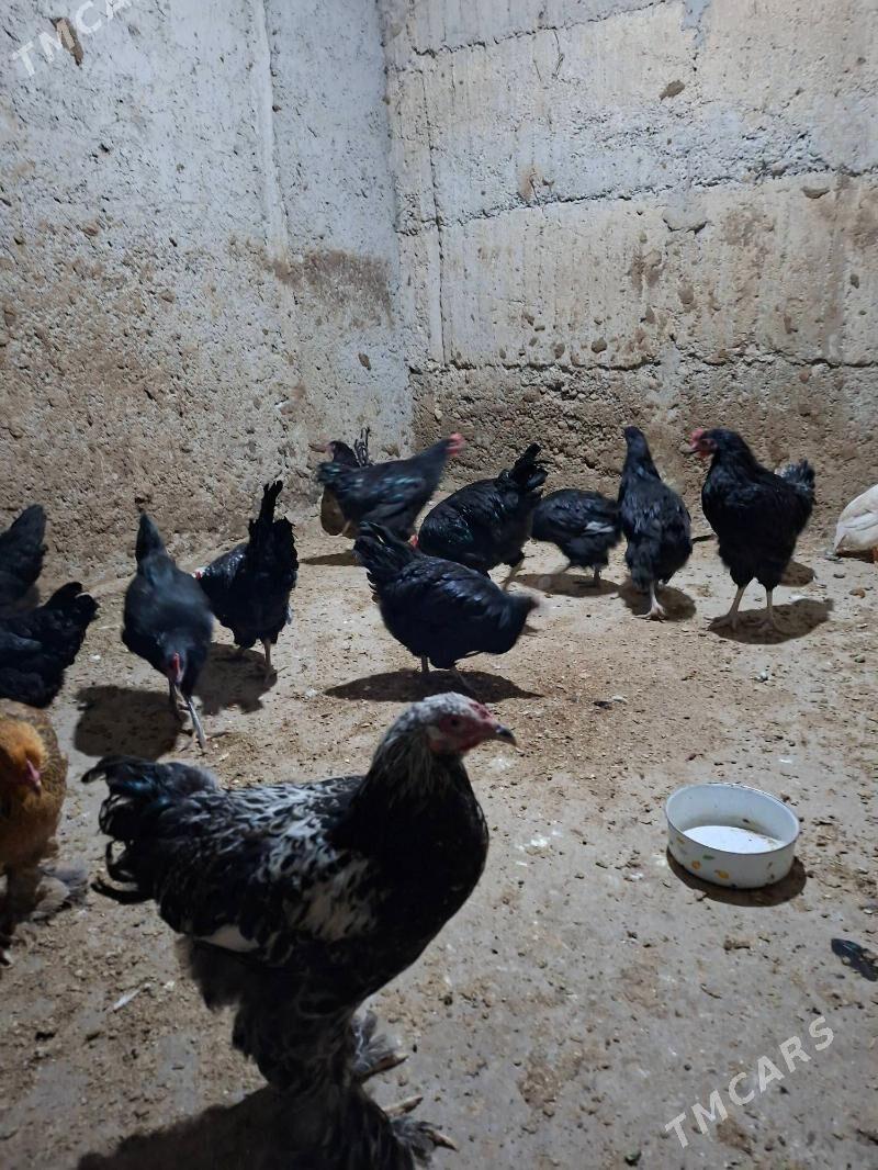 gigant jersiy - Büzmeýin - img 4