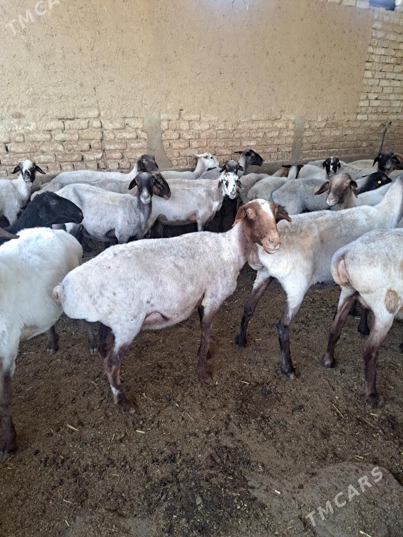 Goyun - Aşgabat - img 3