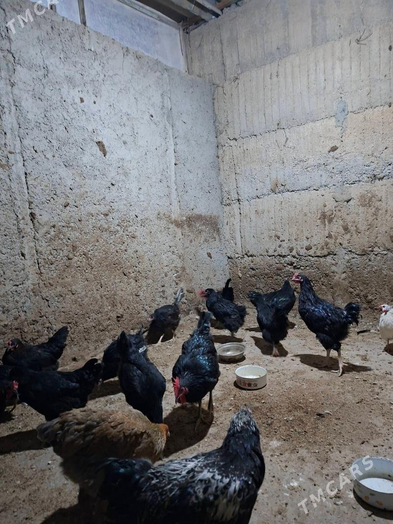 gigant jersiy - Büzmeýin - img 3