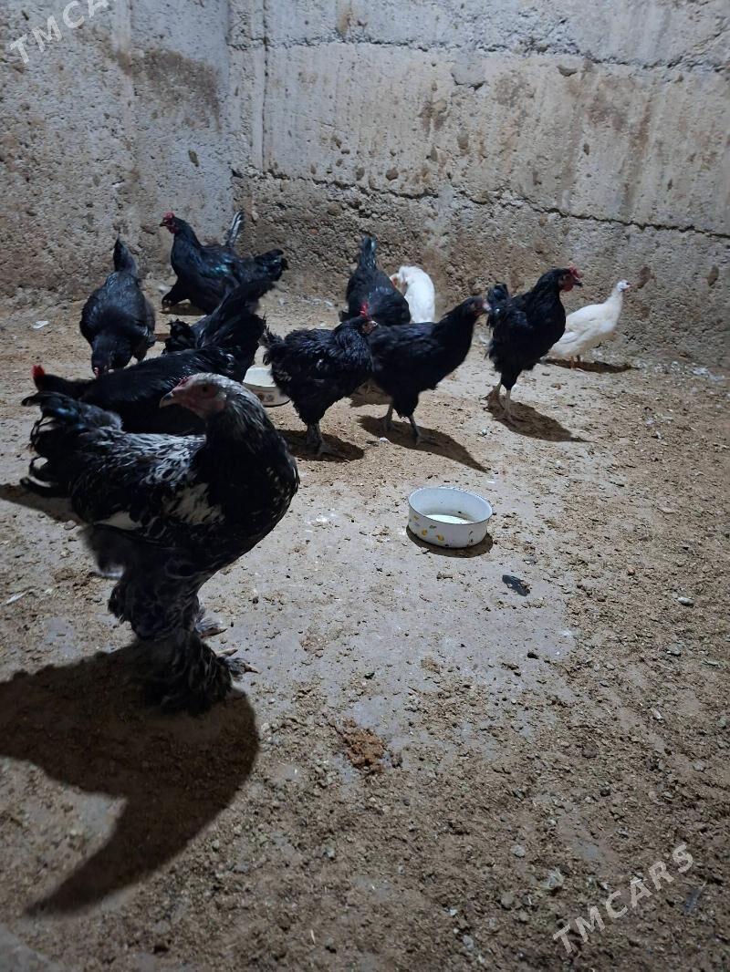 gigant jersiy - Büzmeýin - img 5