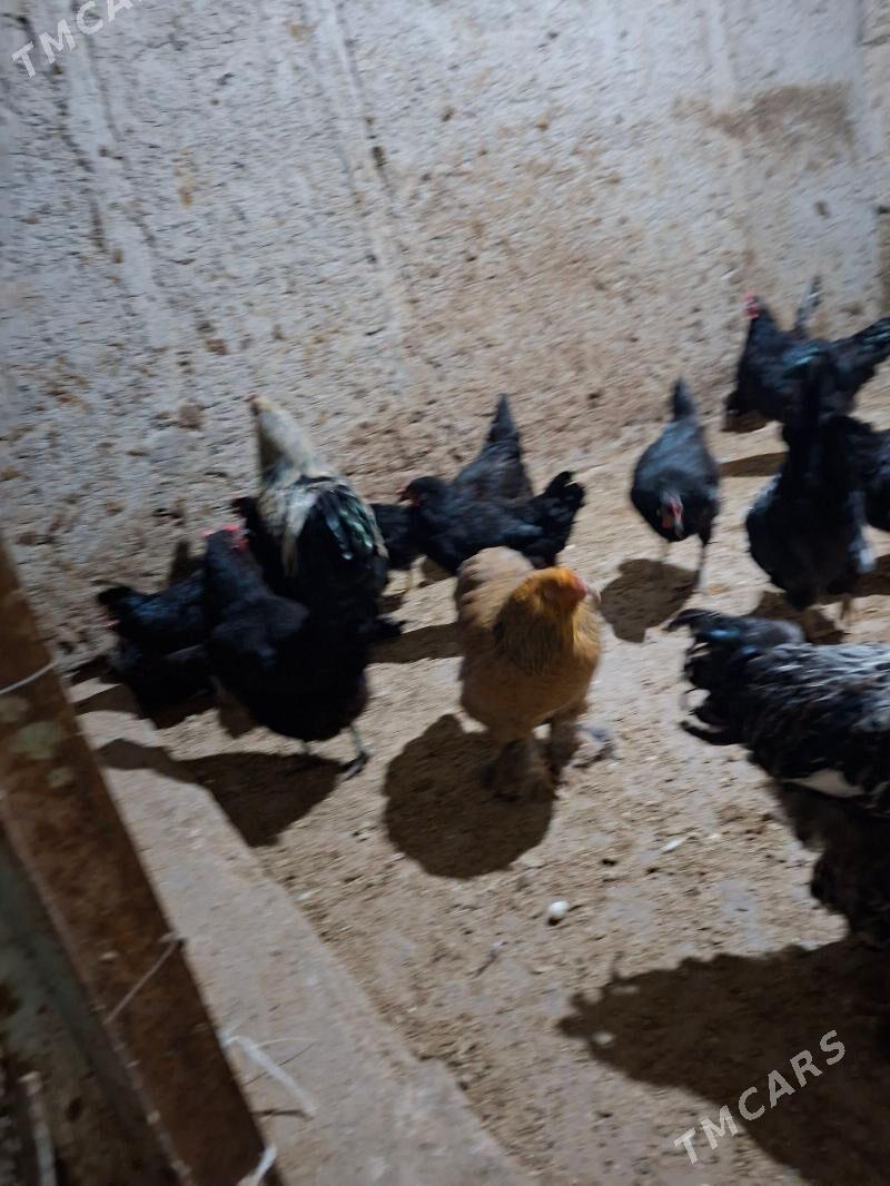 gigant jersiy - Büzmeýin - img 6