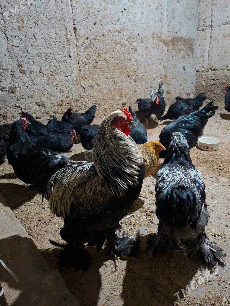 gigant jersiy - Büzmeýin - img 2