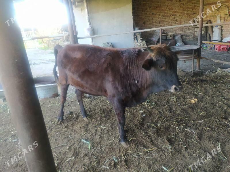 öküz - Векильбазар - img 1