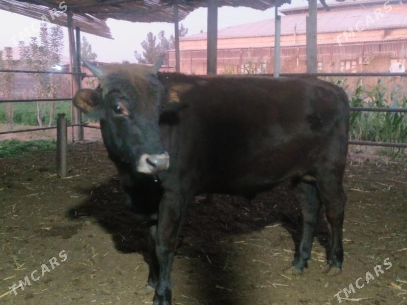 öküz - Векильбазар - img 3