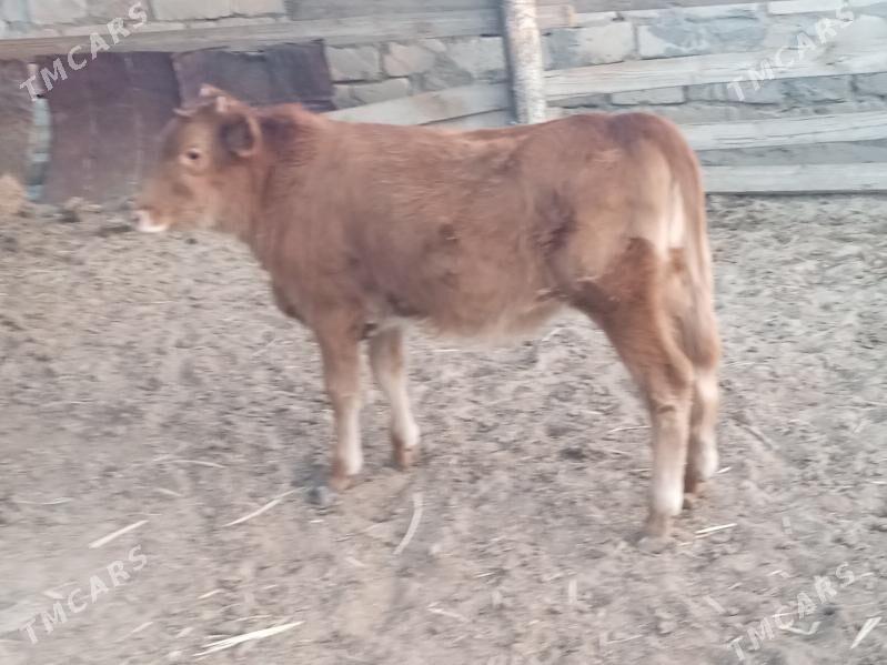 Göle - Bereket - img 2