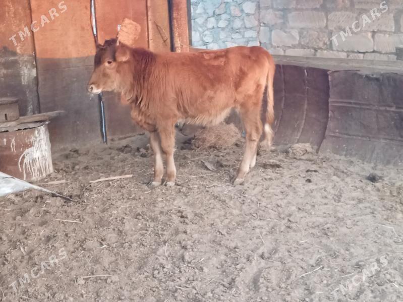 Göle - Bereket - img 3