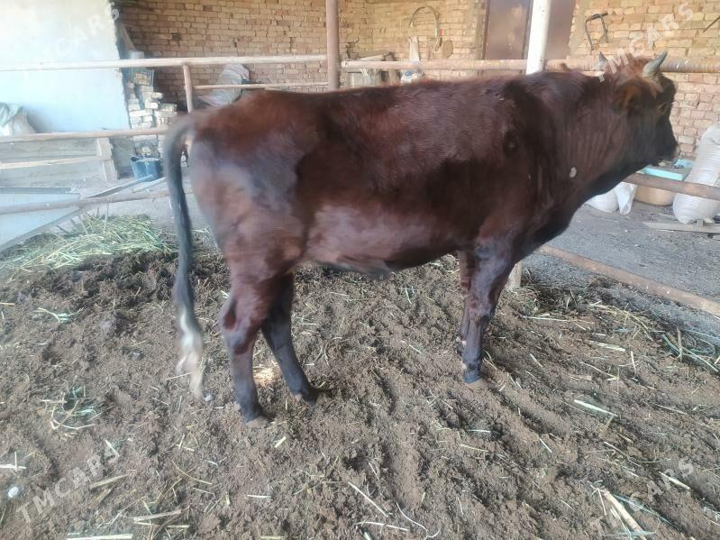 öküz - Векильбазар - img 2