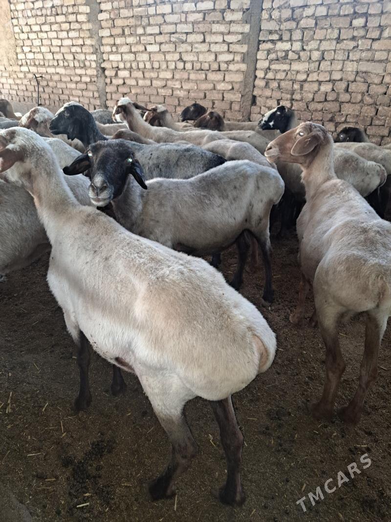 Goyun - Aşgabat - img 2