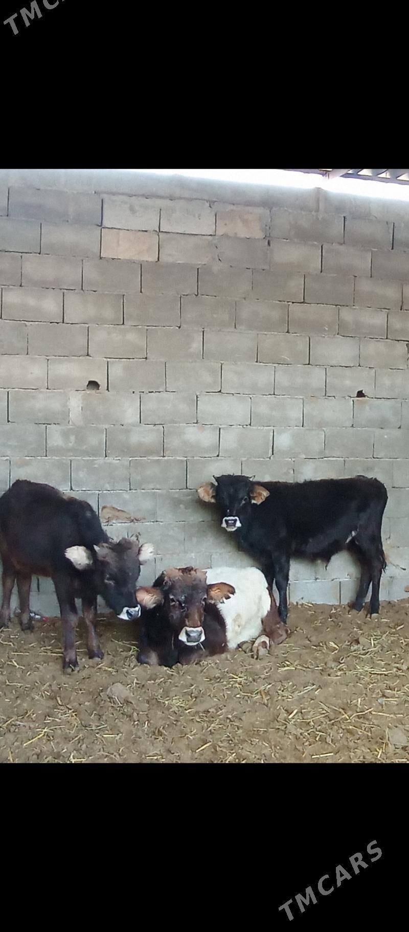 şibes öküzler - Büzmeýin - img 2