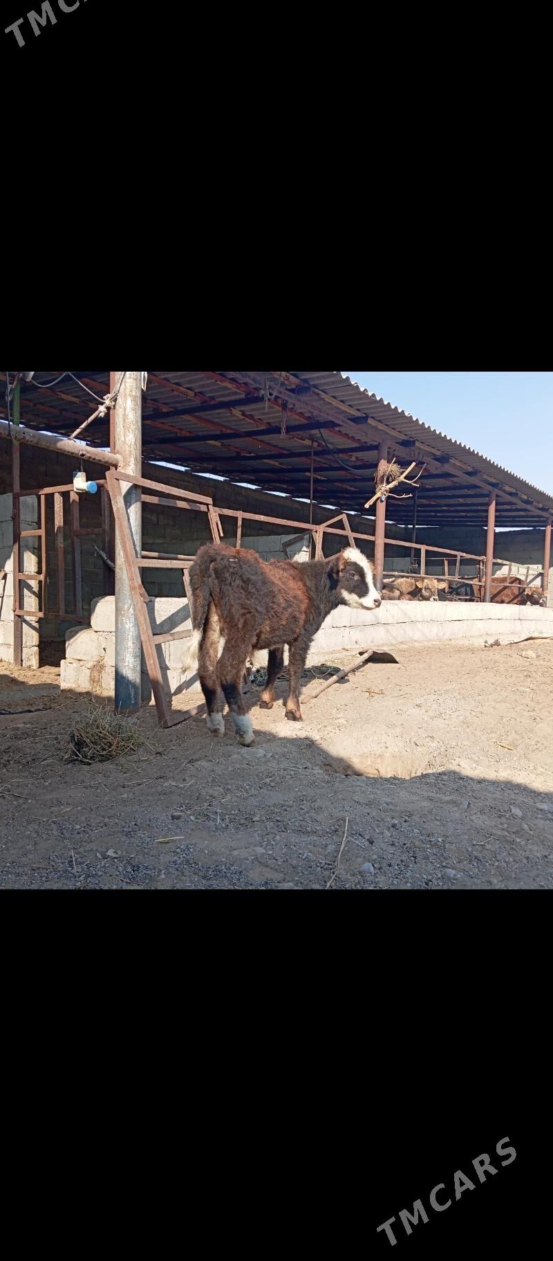 şibes öküzler - Büzmeýin - img 3