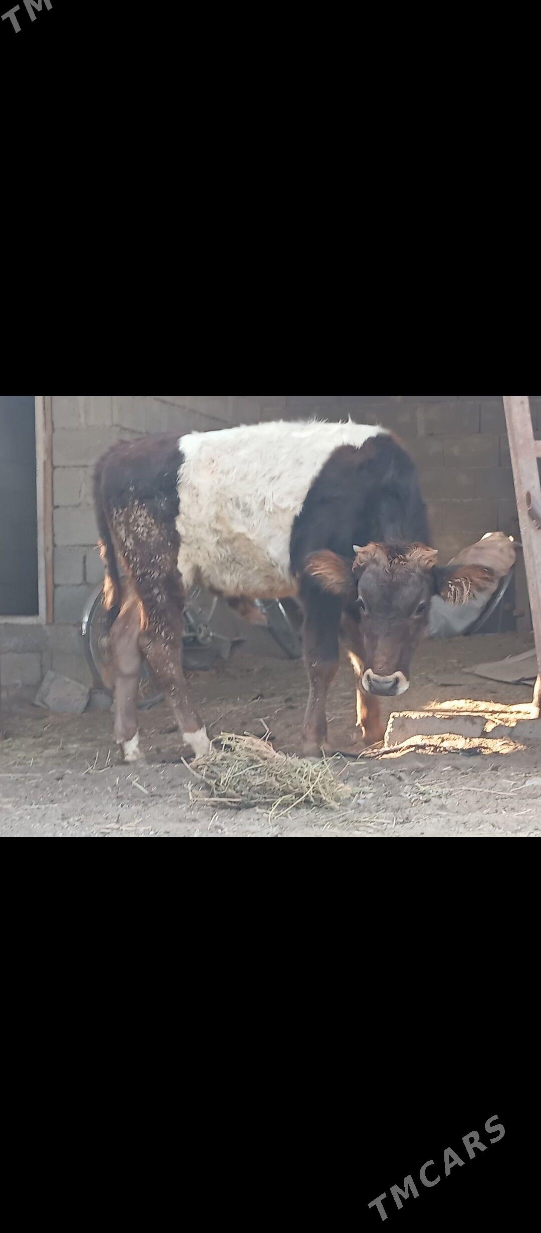 şibes öküzler - Büzmeýin - img 1