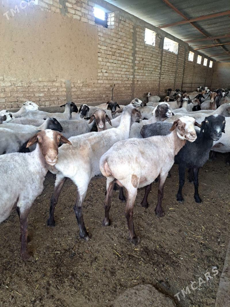 Goyun - Aşgabat - img 4