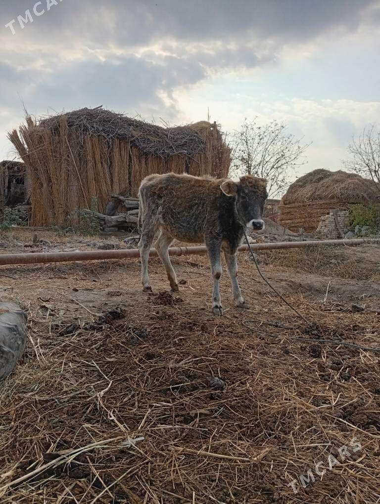 göleler - Dänew - img 8