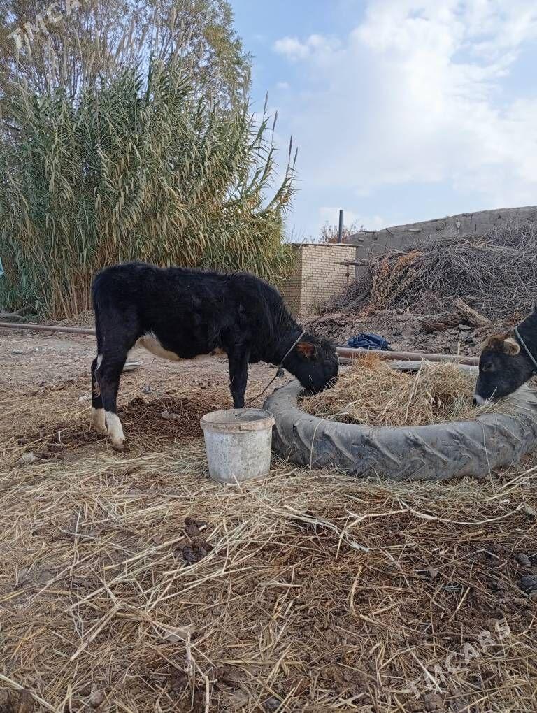 göleler - Dänew - img 5