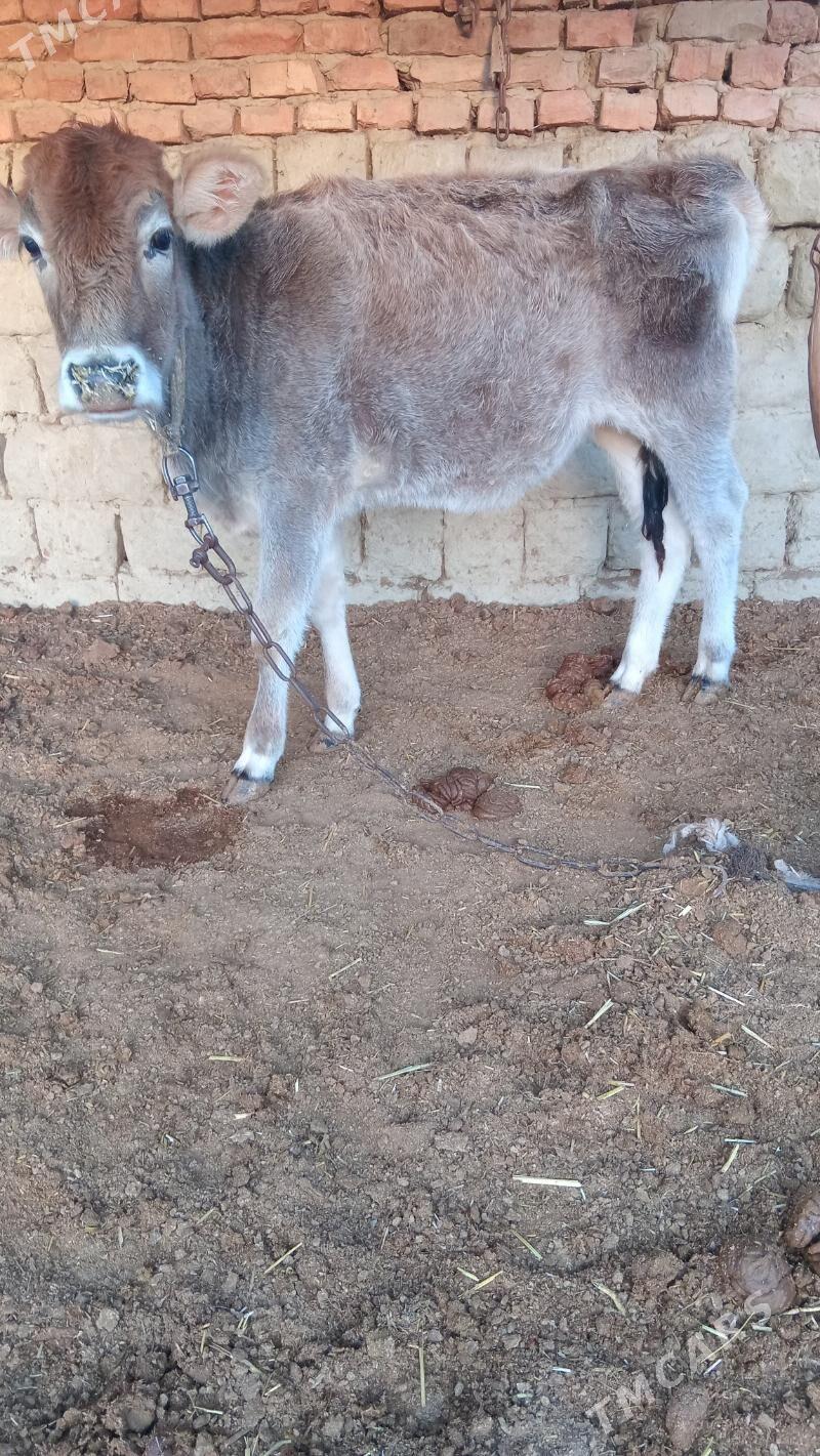tohum tüwe - Bäherden - img 1