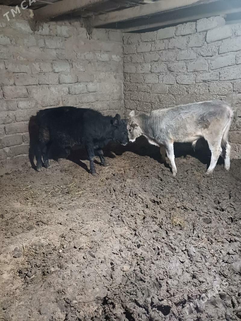 öküz. - Büzmeýin - img 5