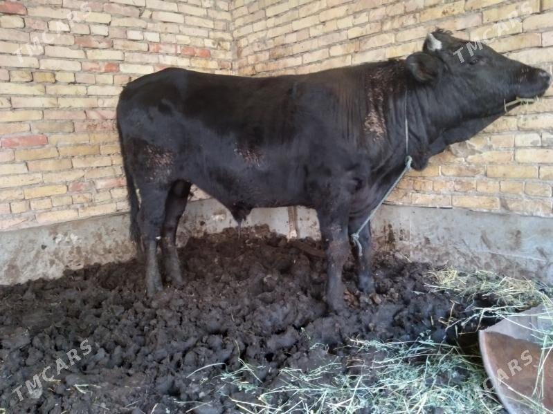 okuzler - Farap - img 3