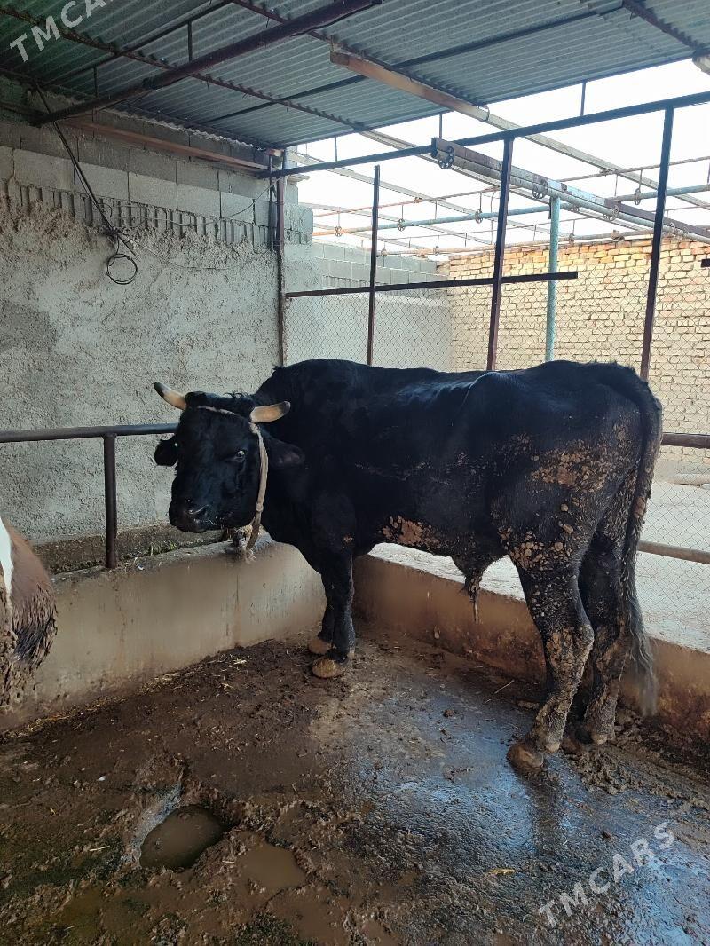 Okuz - Bäherden - img 1