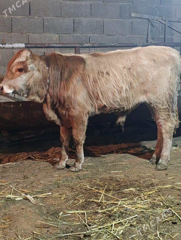 arginal tohum okuz - Gökdepe - img 3