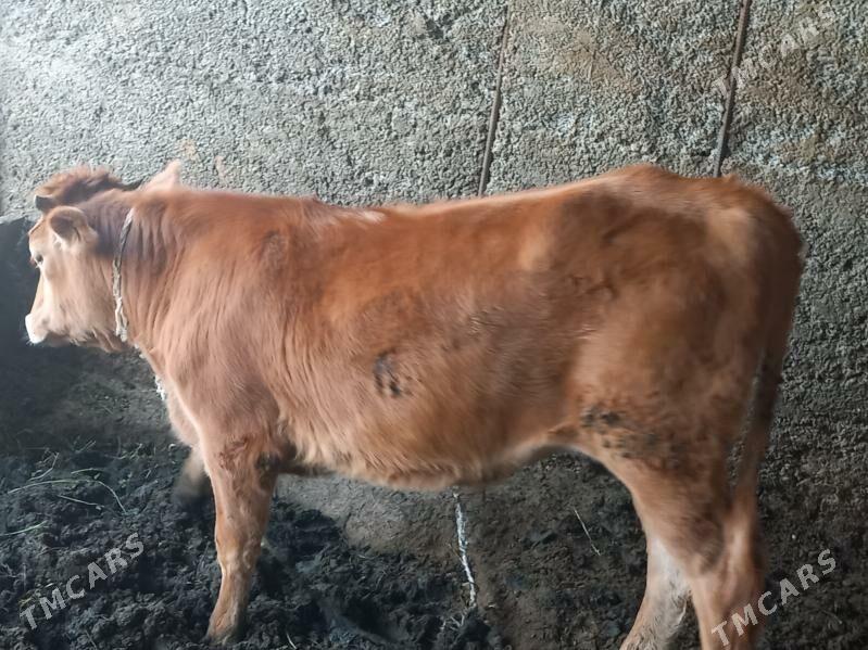 Gbirit okuz - Büzmeýin - img 3