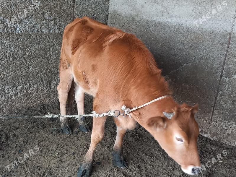 Gbirit okuz - Büzmeýin - img 2