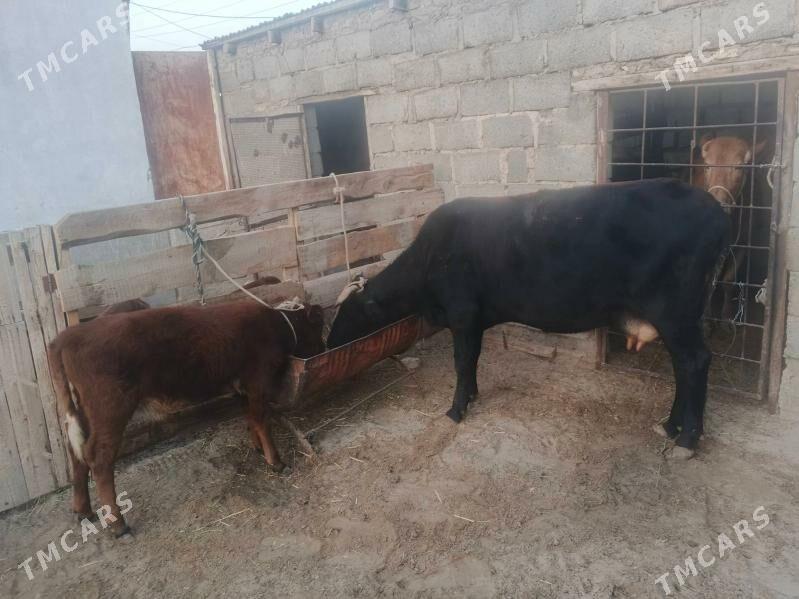 goleli sygyr - Gumdag - img 2