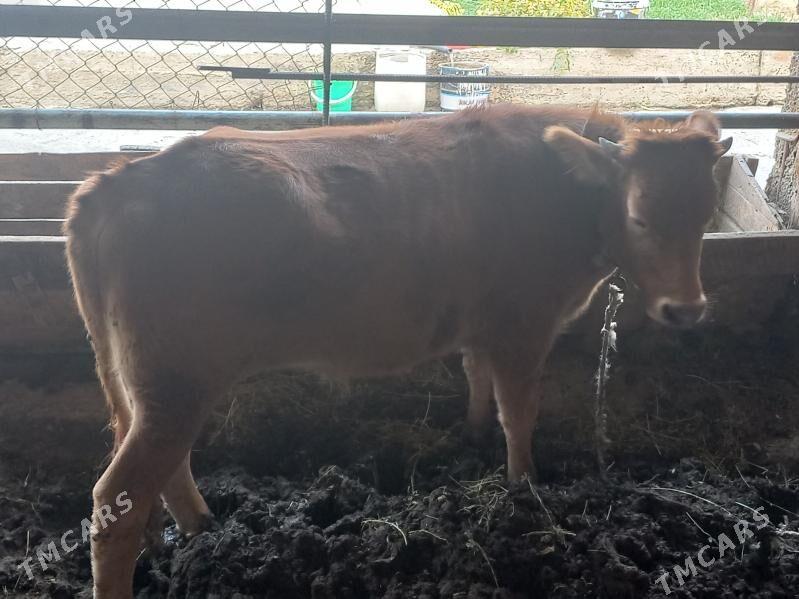 Gbirit okuz - Büzmeýin - img 1