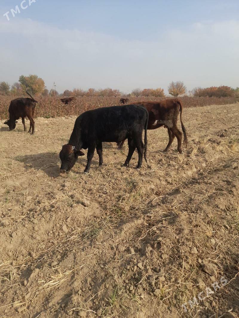 Öküz meydan - Мары - img 2