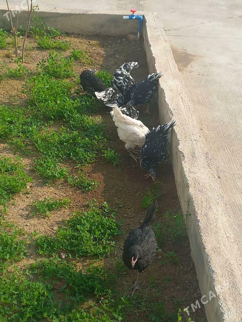 Legoryn jüýje - Ашхабад - img 3