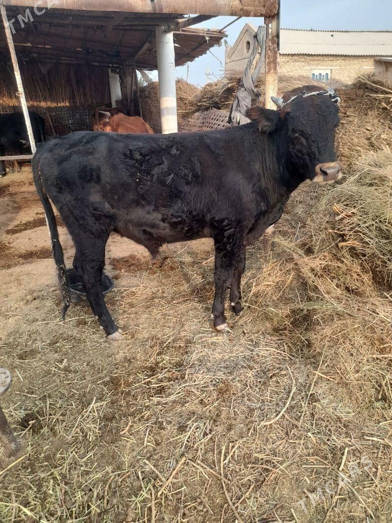 Öküz meydan - Мары - img 1