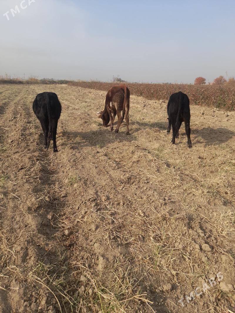 Öküz meydan - Мары - img 3