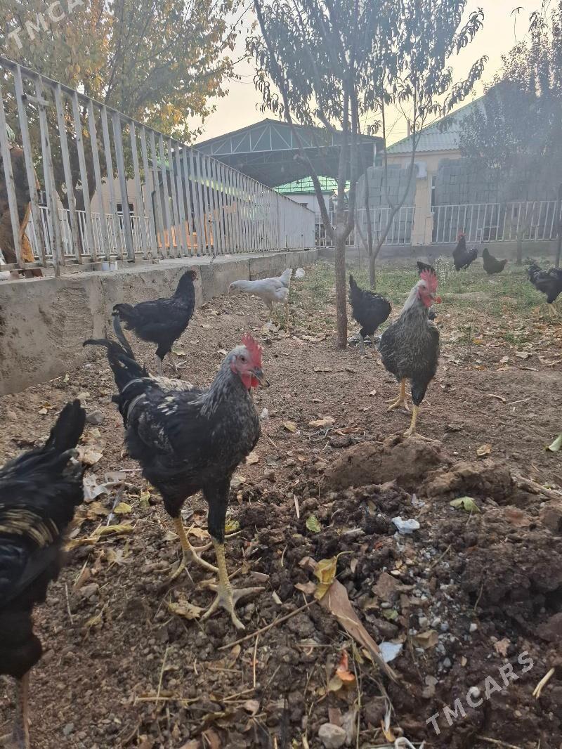 gigant - Aşgabat - img 5